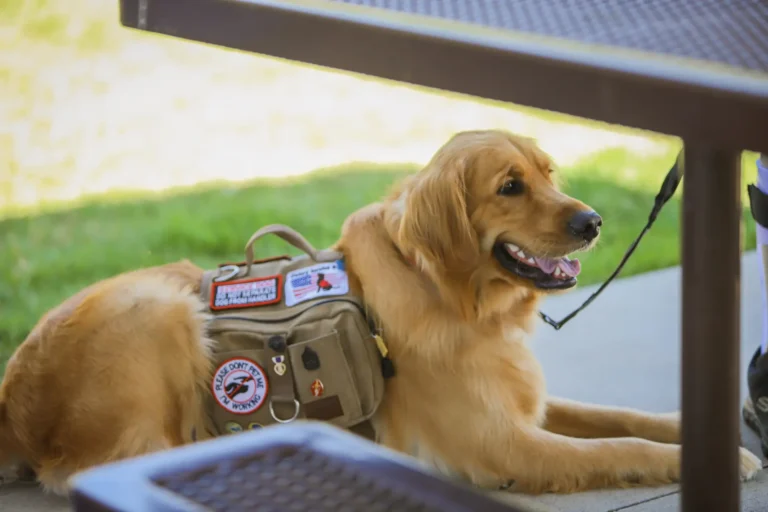 Home a service dog laying under a table